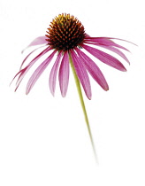 Echinacea, Purple coneflower, Echinacea purpurea.