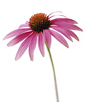 Echinacea, Purple coneflower, Echinacea purpurea.