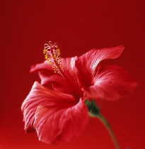 Hibiscus, Hibiscus rosa-sinensis.