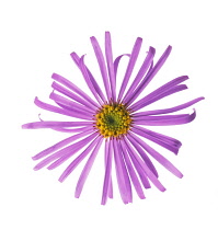 Aster.