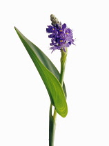 Pickerelweed, Pontederia cordata 'Lanceolata'.