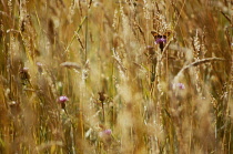 Meadow, Centaurea nigra.