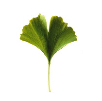 Gingko, Maidenhair tree, Gingko biloba.