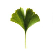 Gingko, Maidenhair tree, Gingko biloba.