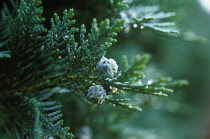 Juniper, Chinese juniper, Juniperus chinesis.