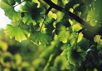 Gingko, Maidenhair tree, Gingko biloba.