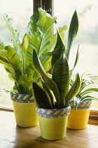 Mother-in-law'stongue, Sansevieria trifasciata.