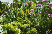 Chive, Allium schoenoprasum.