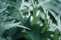 Cardoon, Cynara cardunculus.