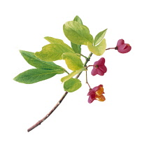 Spindle Tree, Euonymus europaeus.