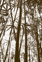 Bamboo, Black bamboo, Phyllostachys nigra.