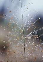 Sandlovegrass, Eragrostis trichodes.