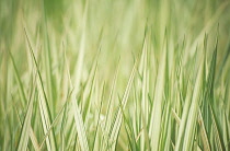 Reedcanarygrass, Phalaris arundinacea 'Feesy'.