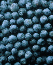 Blueberry, Vaccinium corymbosum.