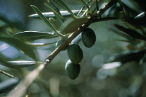 Olive, Olea europea.