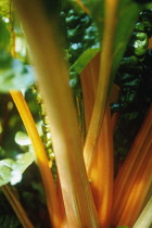 Swiss Chard, Beta vulgaris.