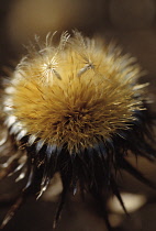 Thistle, Carline thistle, Carlina vulgaris.