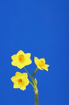 Daffodil, Narcissus.