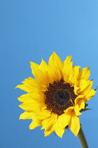 Sunflower, Helianthus.