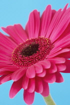 Gerbera.