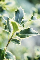 Holly, Ilex aquifolium 'Silver Queen'.