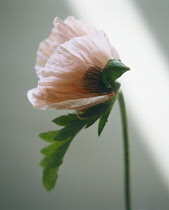 Poppy, Oriental poppy, Papaver orientale 'Cedric Morris'.