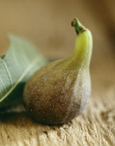 Fig, Ficus carcia.