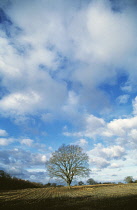 Oak, Quercus robur.