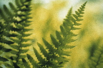 Fern, Bracken, Pteridium aquilinum.