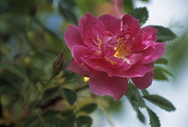 Rose, Rosa Californica pheiva.
