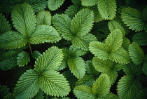 Strawberry, Wild strawberry, Fragaria vesca.