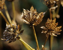 Astrantia, Masterwort.