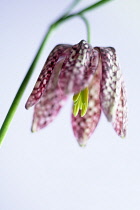 Fritillary, Snake's head fritillary, Fritillaria meleagris.