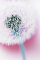 Dandelion clock, Taraxacum officinale.