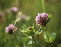 Clover, Trifolium.