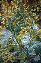 Plume poppy, Macleaya cordata.