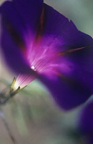 Morning glory, Ipomoea tri colour 'Star of Yelta'.