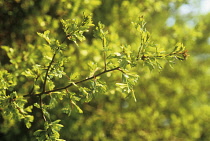 Hawthorn, Crataegus.