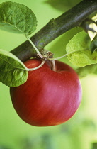 Apple, Malus domestica 'Tom Putt'.