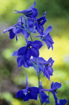 Delphinium, Delphinium 'Blue Bees'.