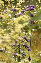 Golden Oats, Stipa gigantea.