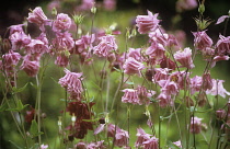 Aquilegia, Columbine, Aquilegia vulgaris.