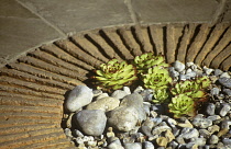 Houseleek, Sempervivum.