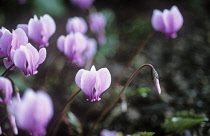 Cyclamen, Cyclamen coum albissimum.