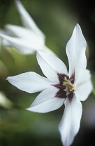 Gladiolus, Abssynian sword lily, Gladiolus callianthus.