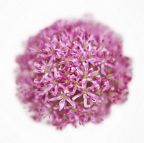 Allium.