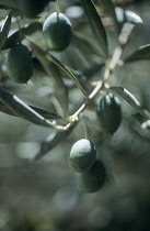 Olive, Olea europea.