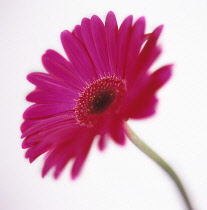 Gerbera.