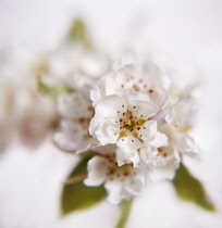 Apple, Malus domestica.