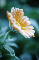 Marigold, Calendula officinalis.
